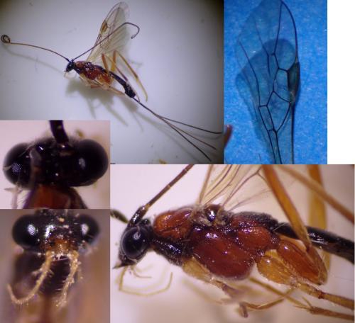 Réf. 348 560 : Macrocentrus bicolor